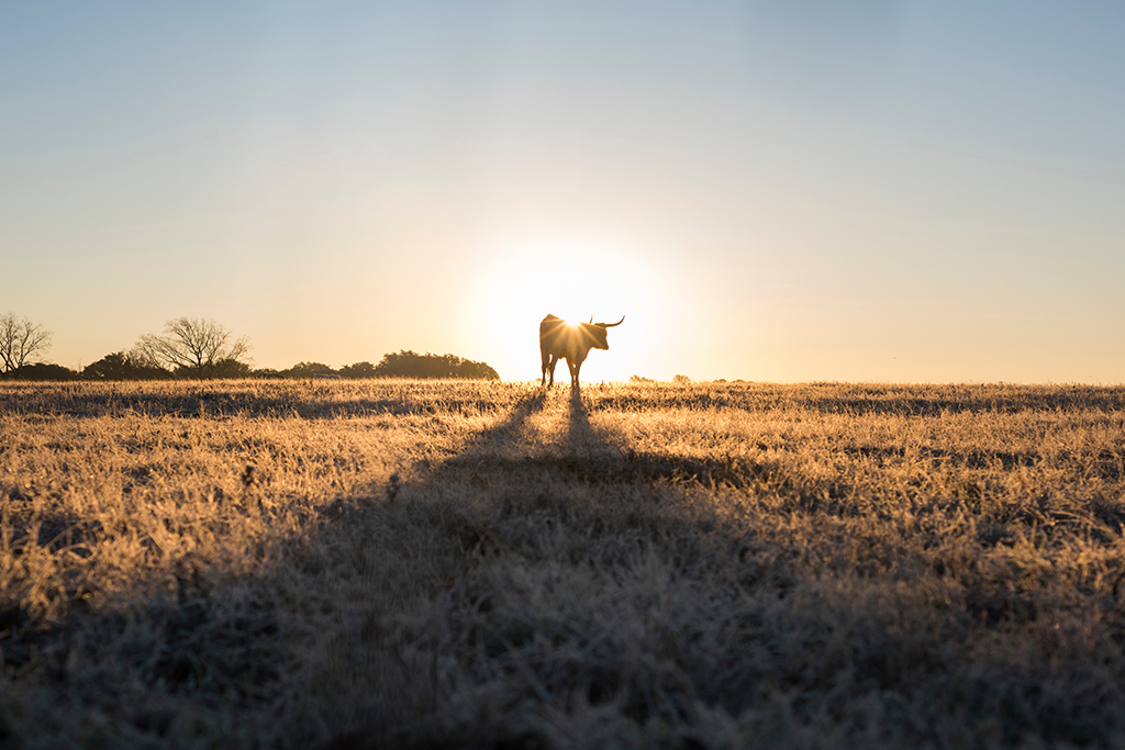 Texas Longhorn Silhouetted By Rising Sun